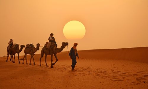 personnes à dos de dromadaire . 3 dromadaires en tout conduits par un chamelier alors que le jour décline